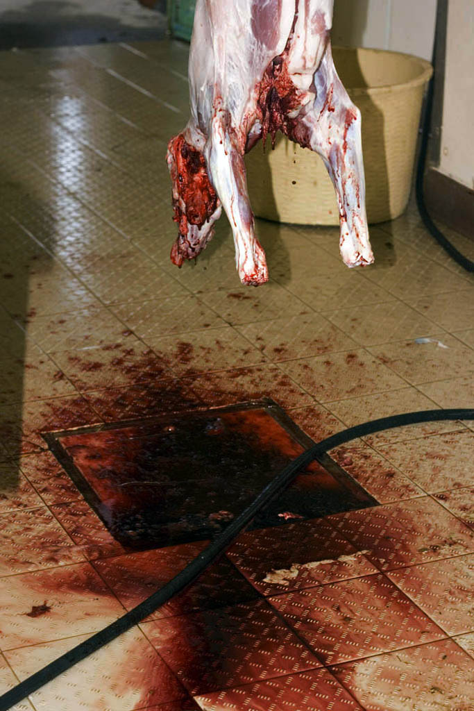 agnello