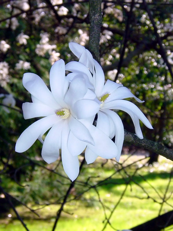 Fiore 2