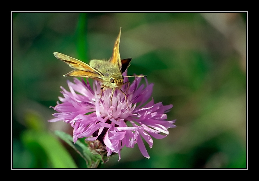 Hesperiidae