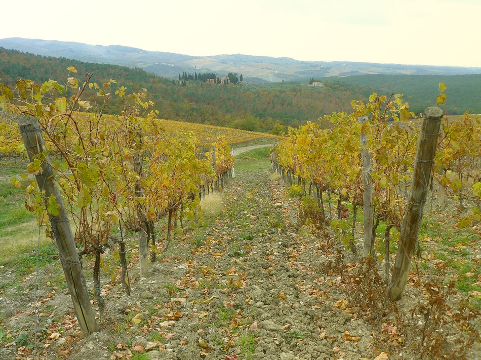 Vigna nel Chianti
