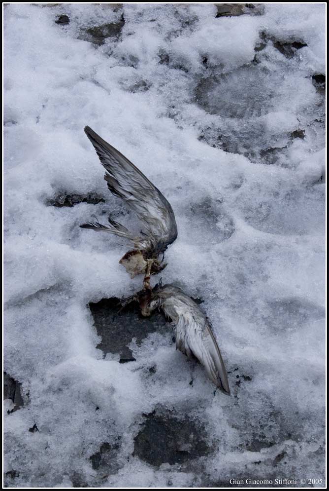 Volo spezzato