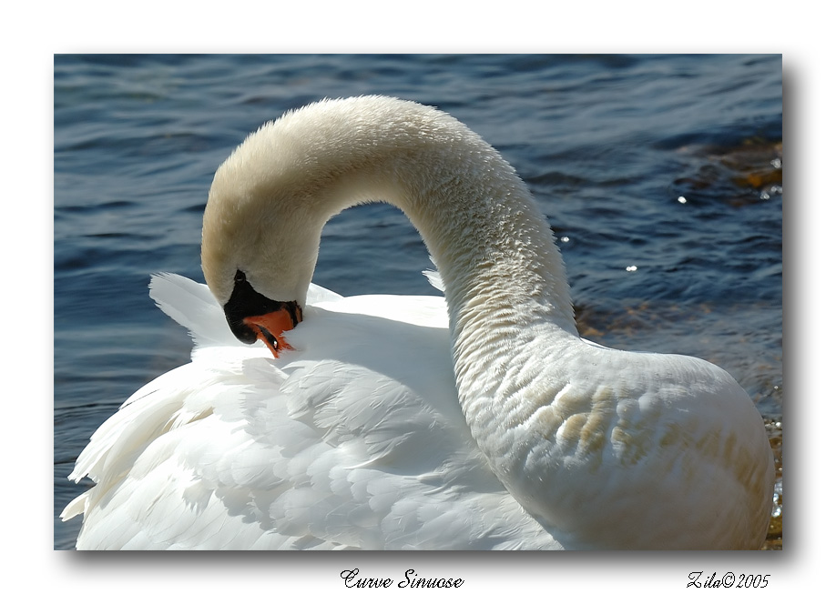 curve sinuose
