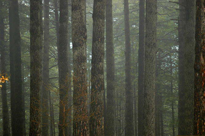Pinus laricius sull'Etna