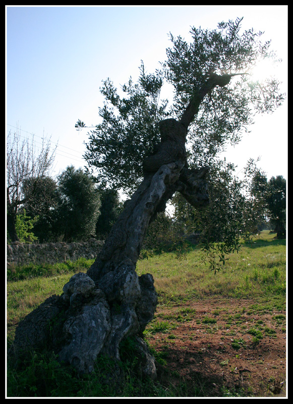 ulivo_04