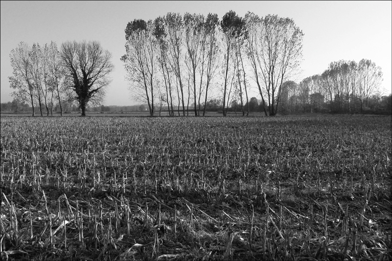 campagna pavese