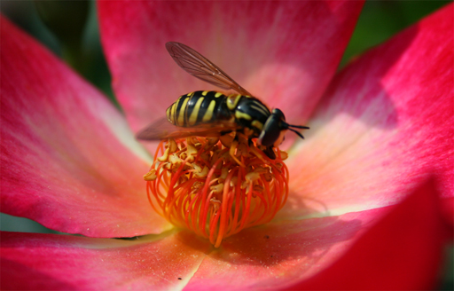Vespa su fiore