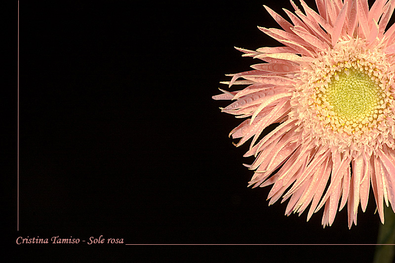Sole rosa