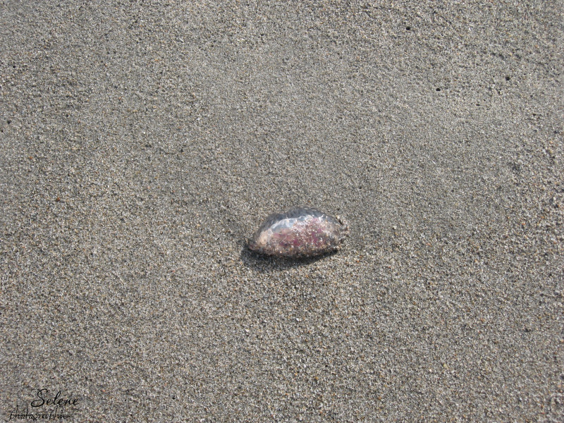 Medusa spiaggiata