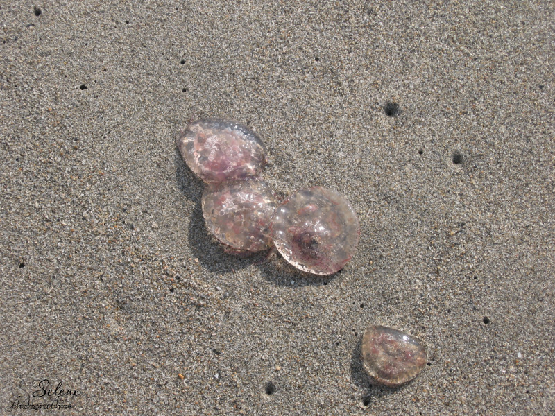Meduse spiaggiate