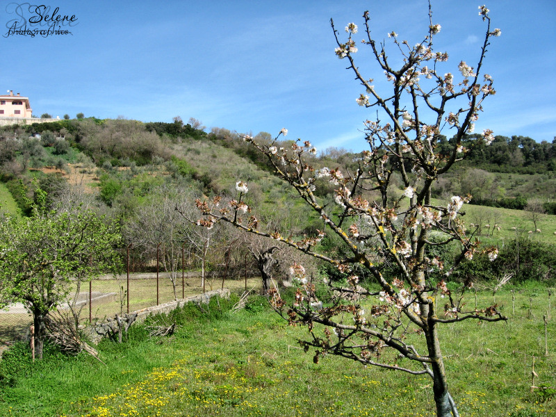 Ciliegio