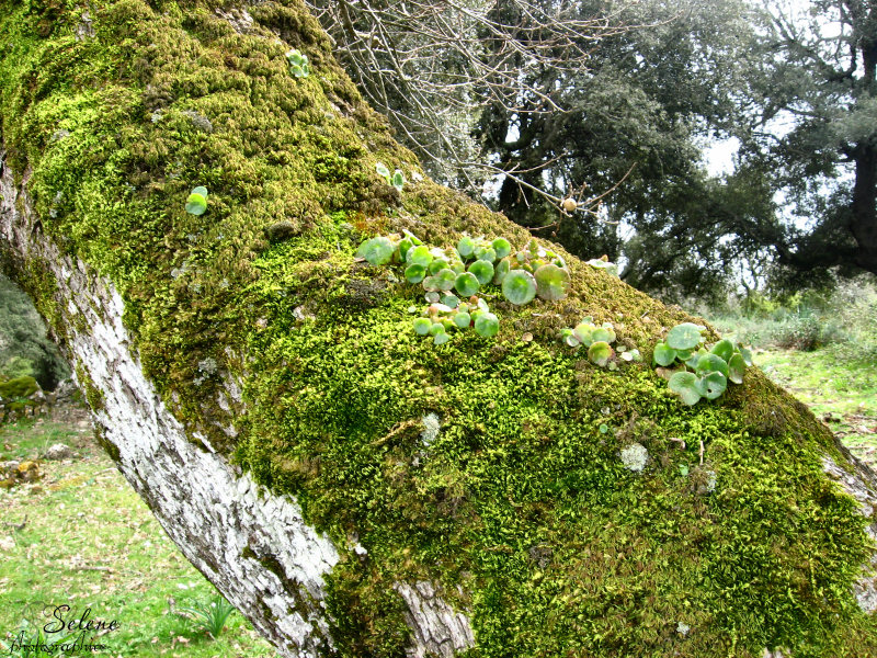 Piante sulle piante