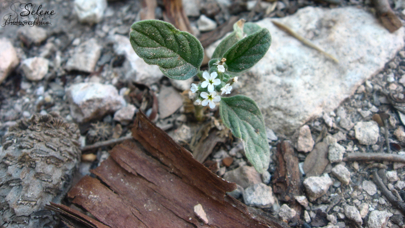 Erba