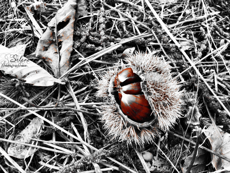 Castagne