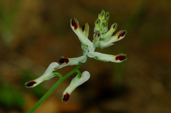 Fumaria capreolata