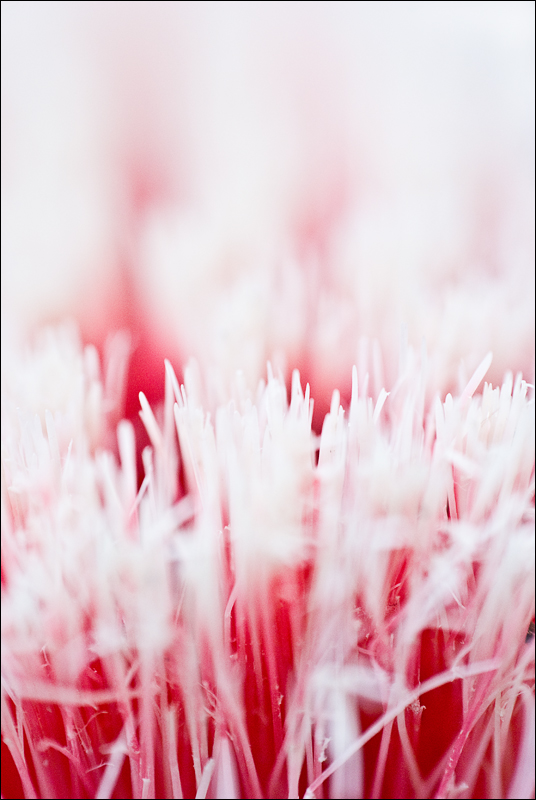 ...intricata
