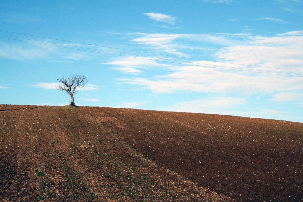 Albero