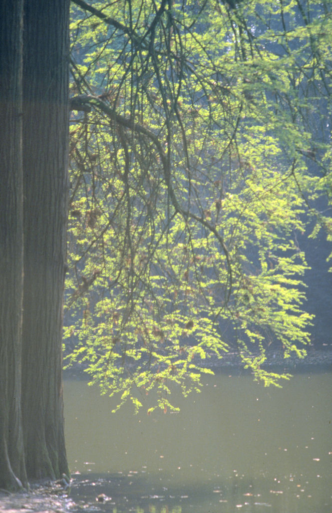 Controluce