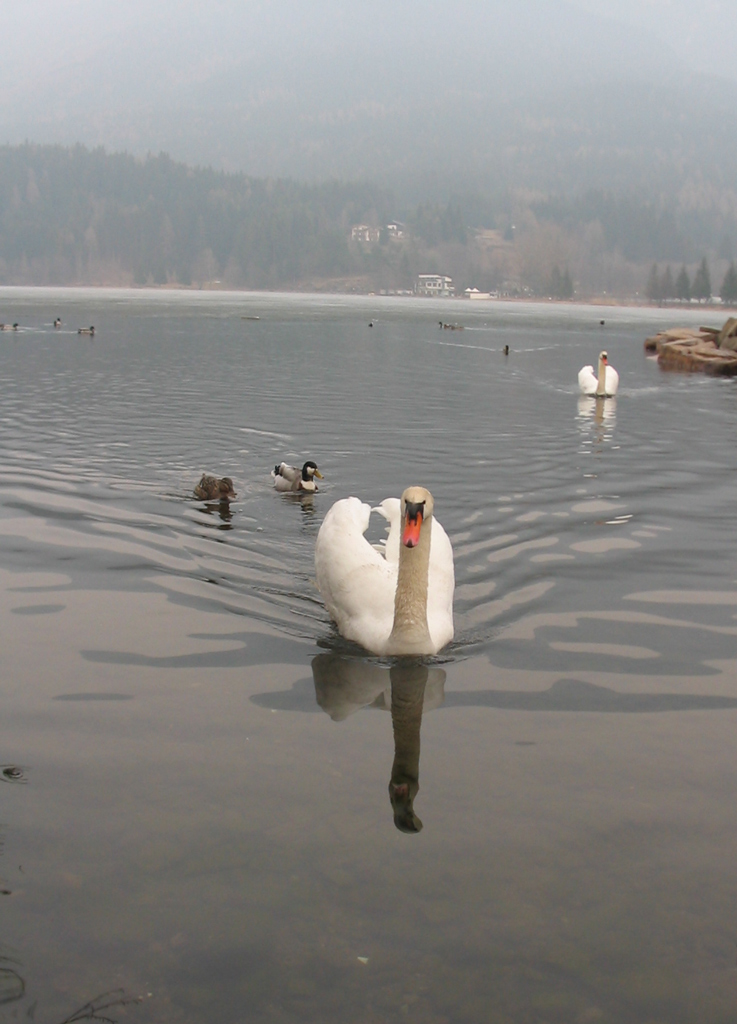 Cigno
