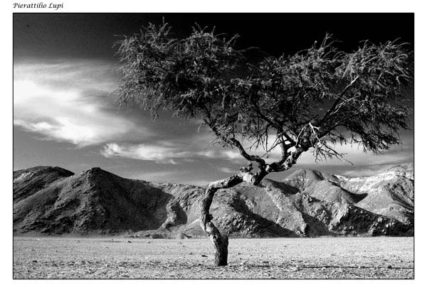 albero nel deserto