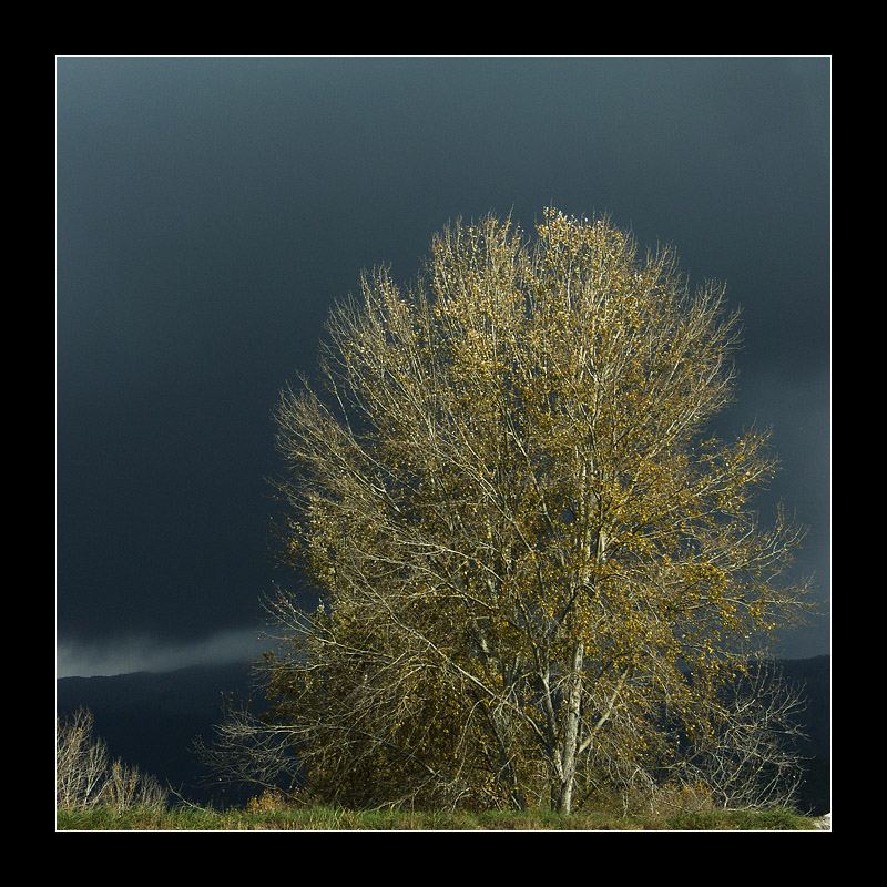 Albero