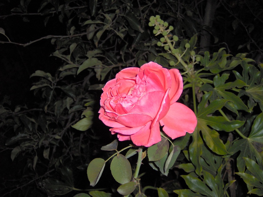 rosa