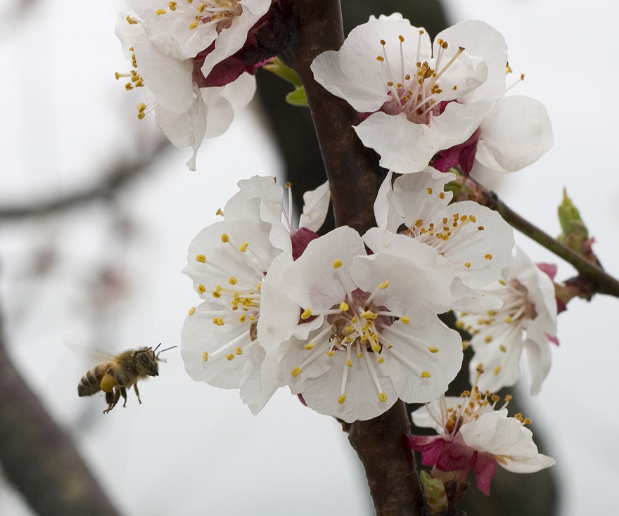 primavera