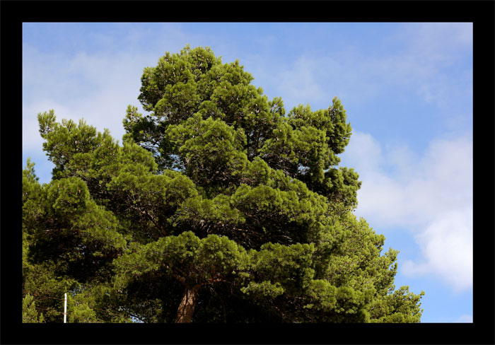 albero di pino