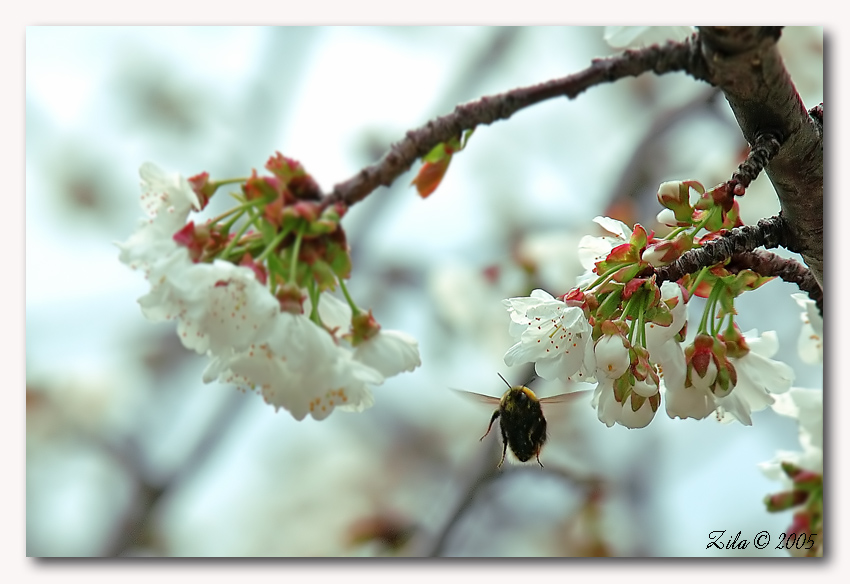 calabrone e fiori