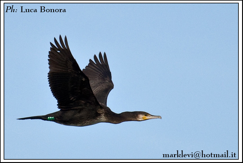 in volo4