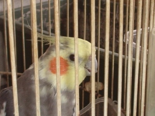 pepito