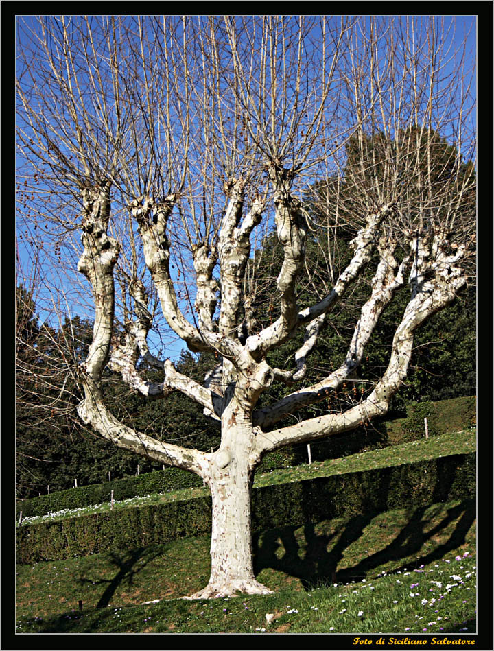 Menorah