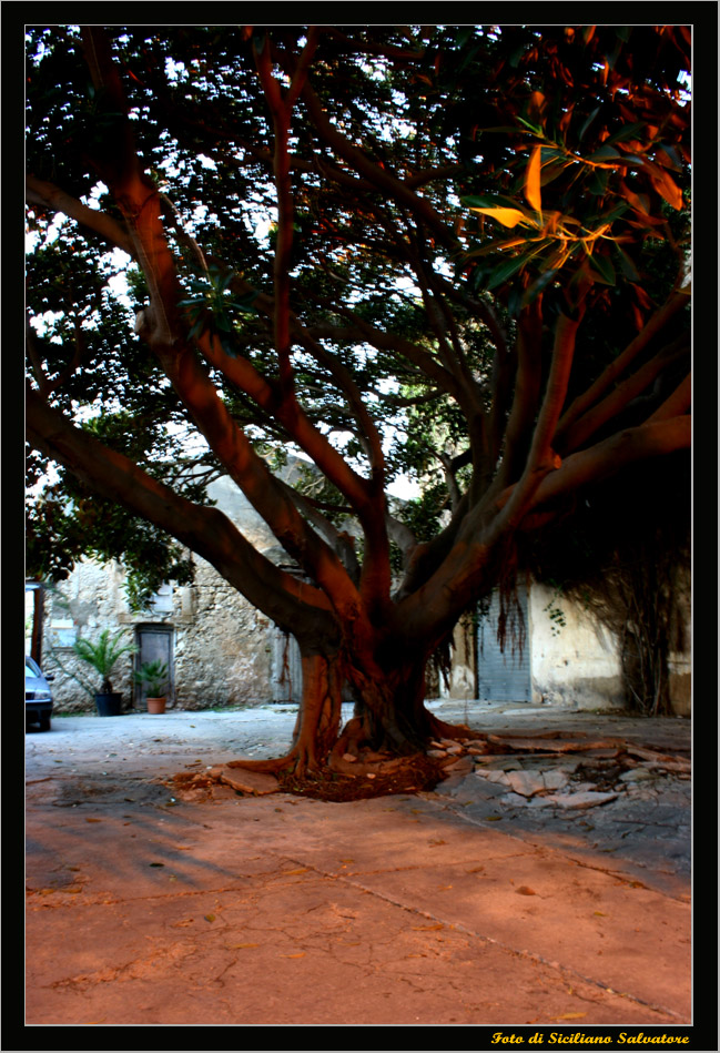 Albero