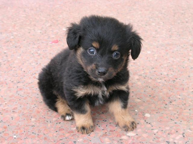 cucciolo