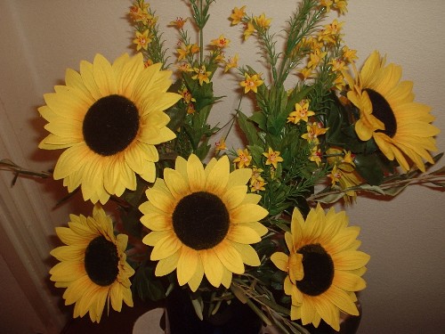 girasoli