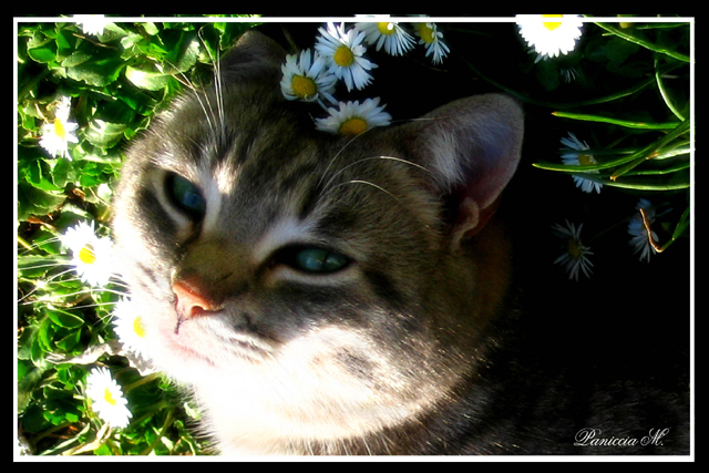 Che divo!