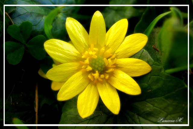 Fiore