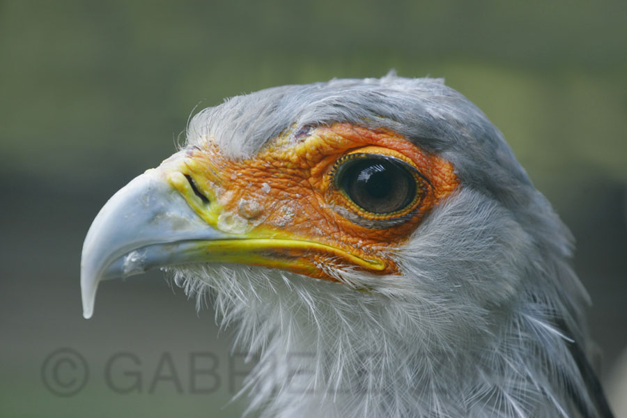 FALCO SERPENTARIO