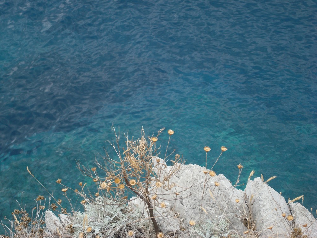 fiori su  mare