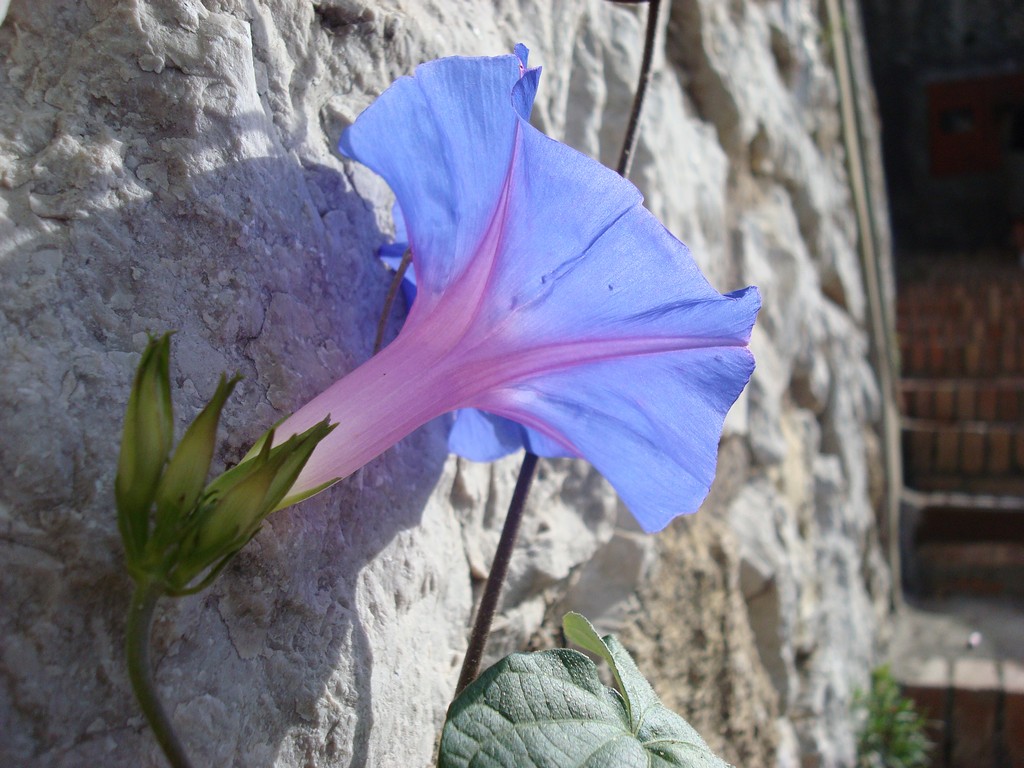 natura nella pece
