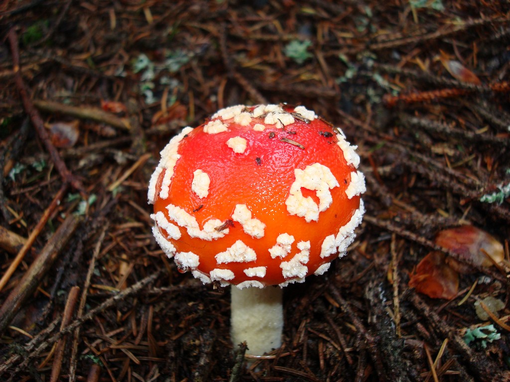 macro di fungo