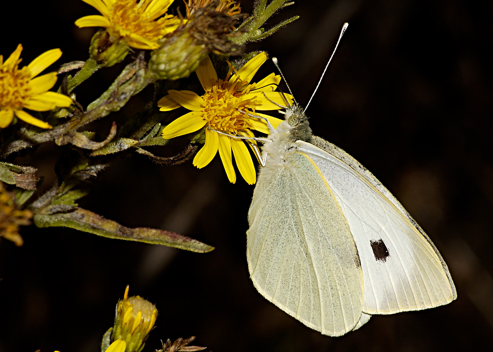 farfalla decentrata