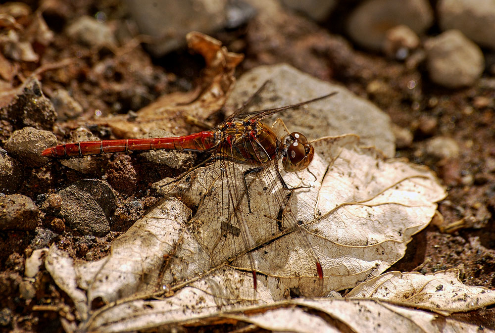 libellula