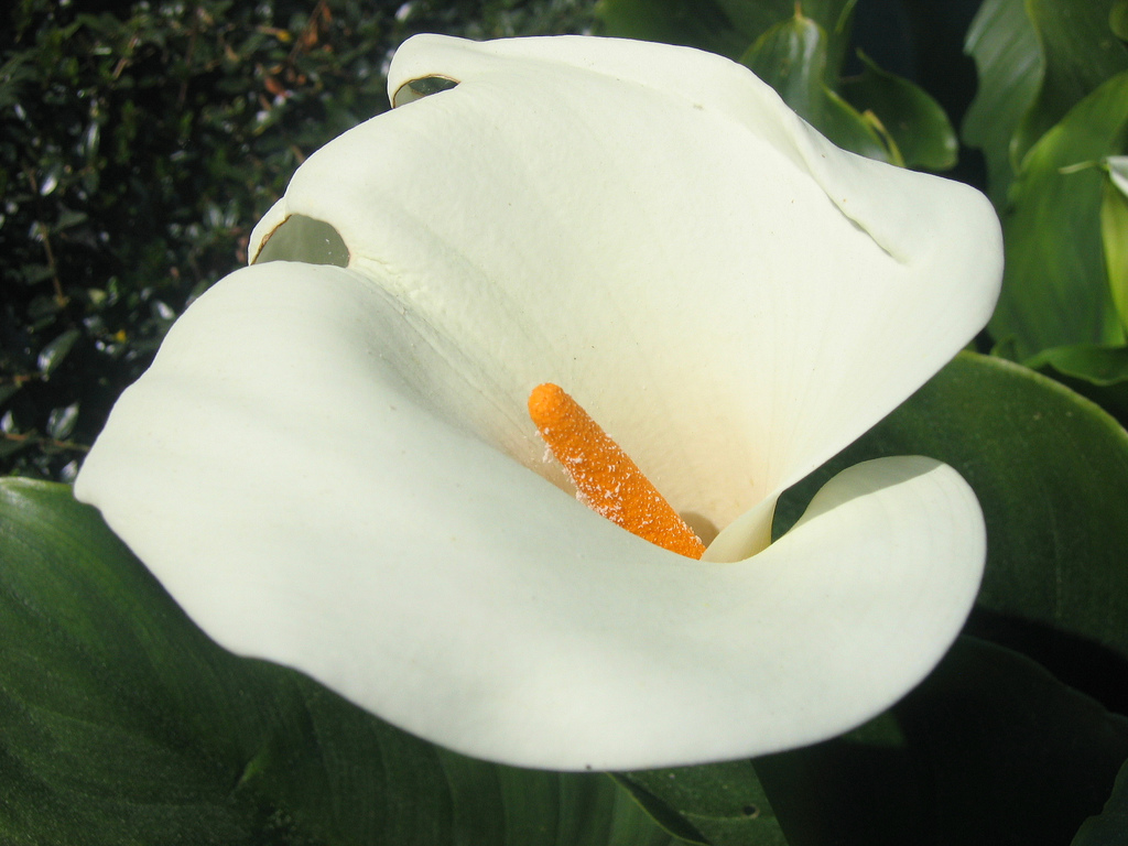 Calla