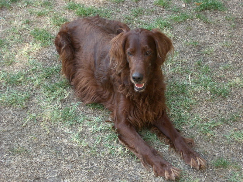 Setter Irlandese