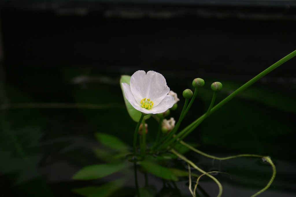 Fiore D'Aquario