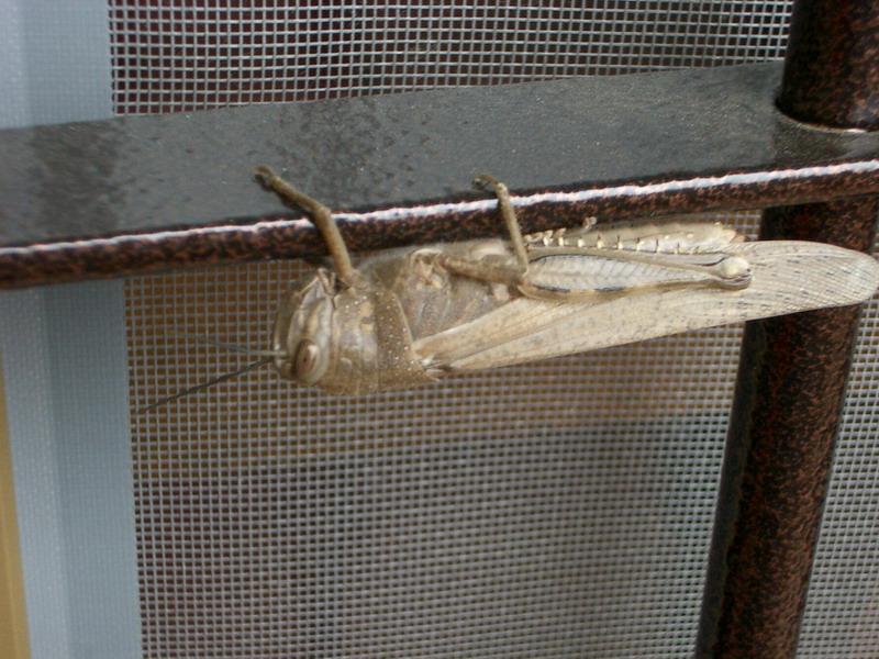 Cavalletta