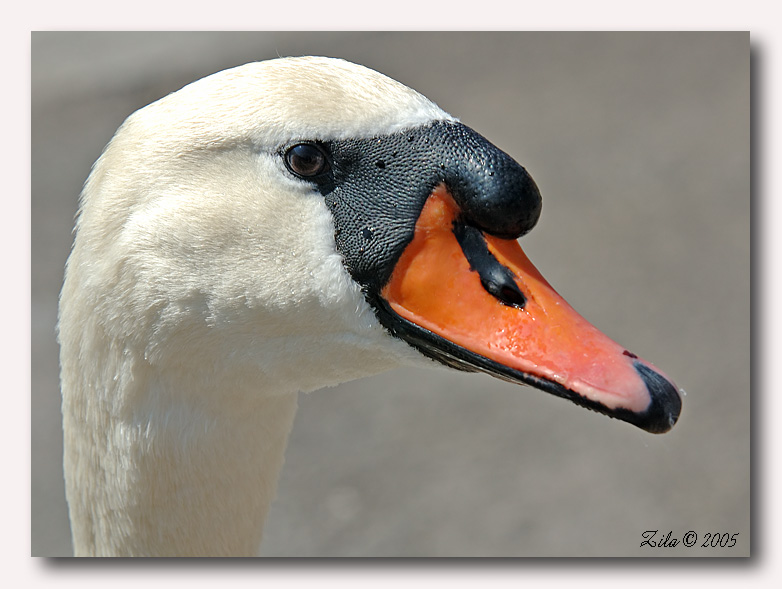 ritratto cigno