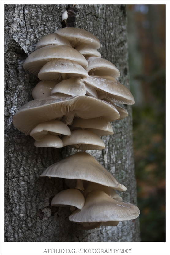 Una colonia di funghi parte 2....