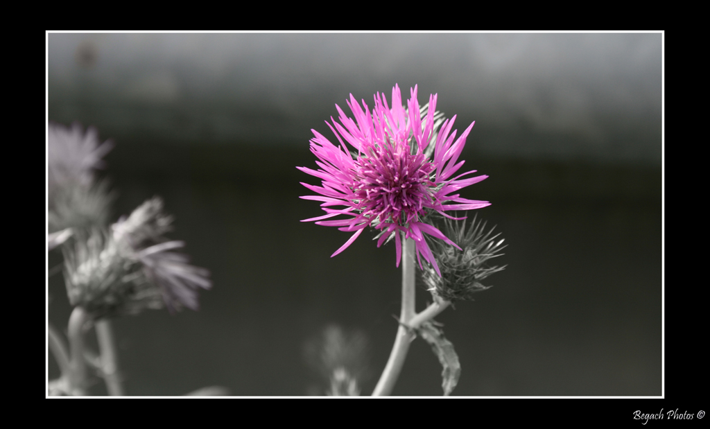 Fiore Fuxxxia