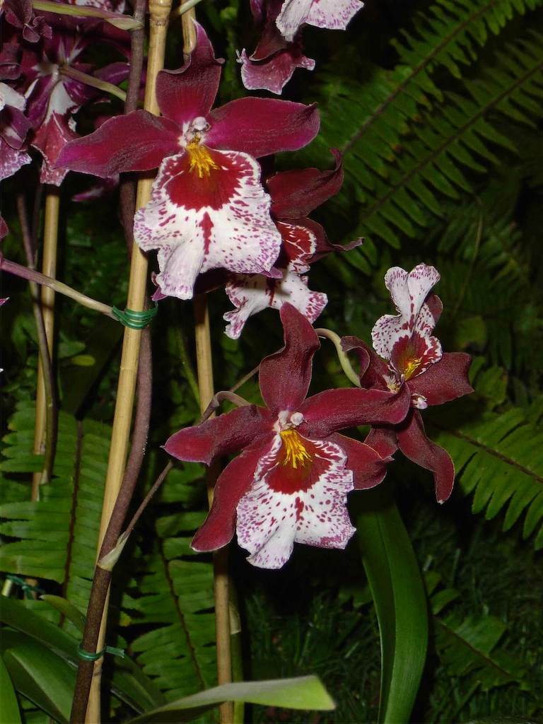 orchidee